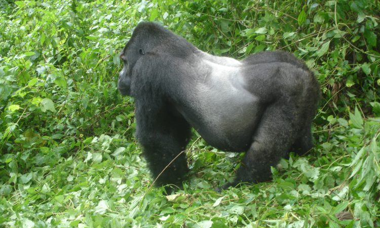 Silverback Gorilla Trek