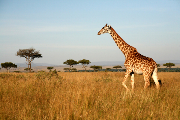girafe in savannah