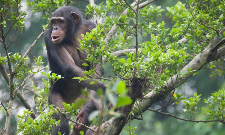 chimpanzee fam