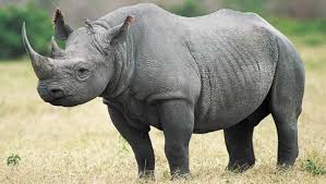 rhino