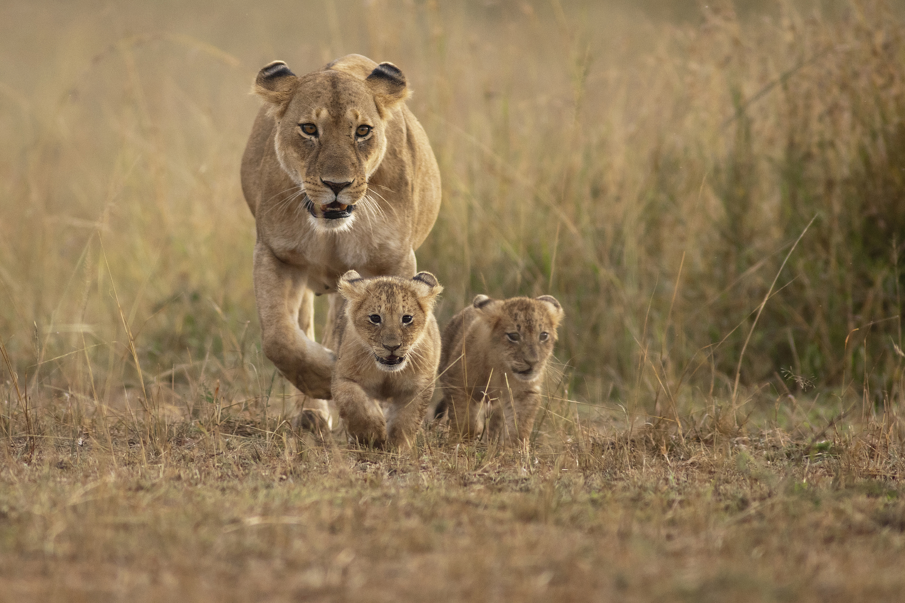 leopad family