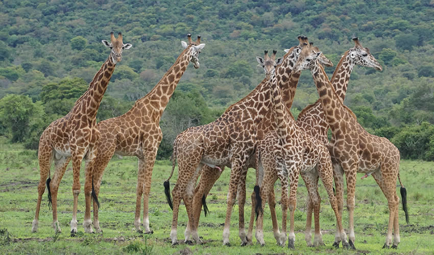 giraffe fam