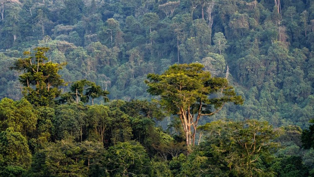 nyungwe forest