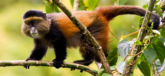 golden monkey in volcano