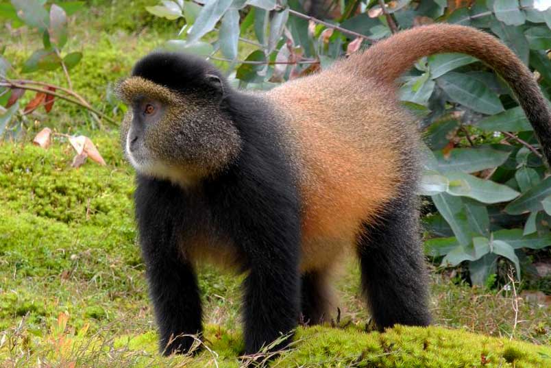 golden monkey