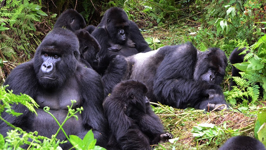 gorilla family