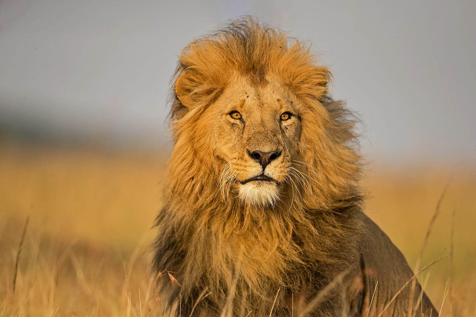 lion