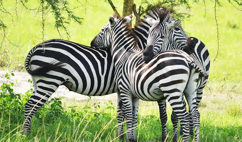 zebre family