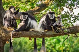 nyungwe monkey