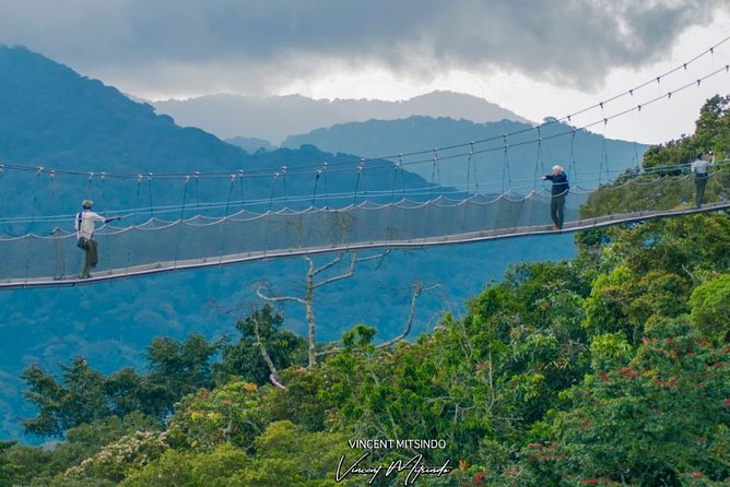canopy walk