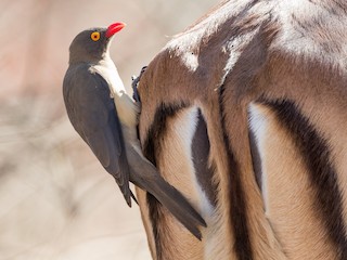 bird