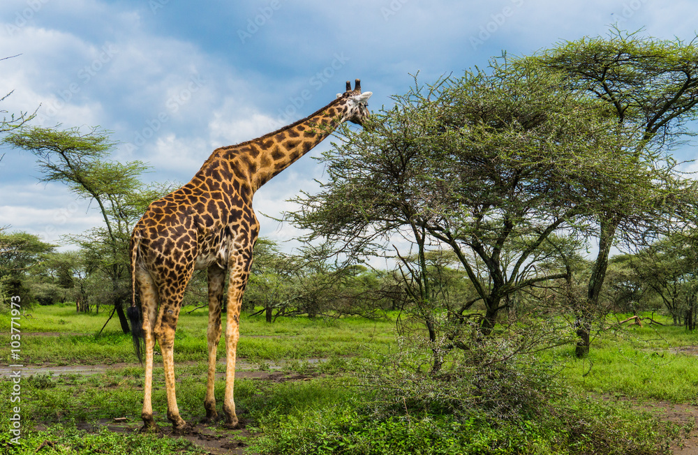 giraffe