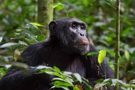 chimpanzee in nyungwe