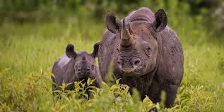 rhino