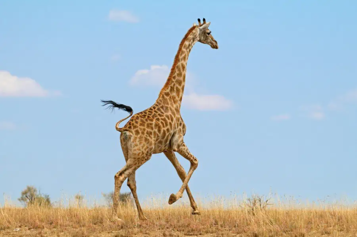 giraffe