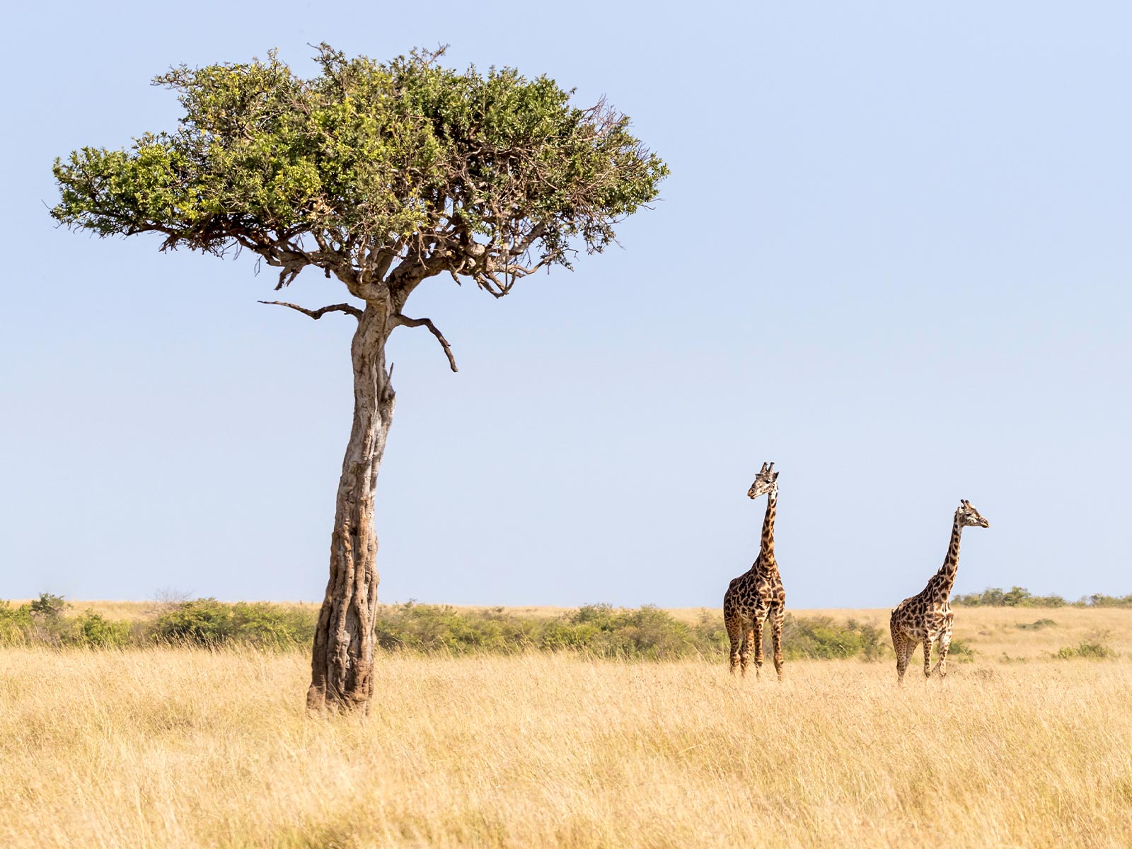 giraffes