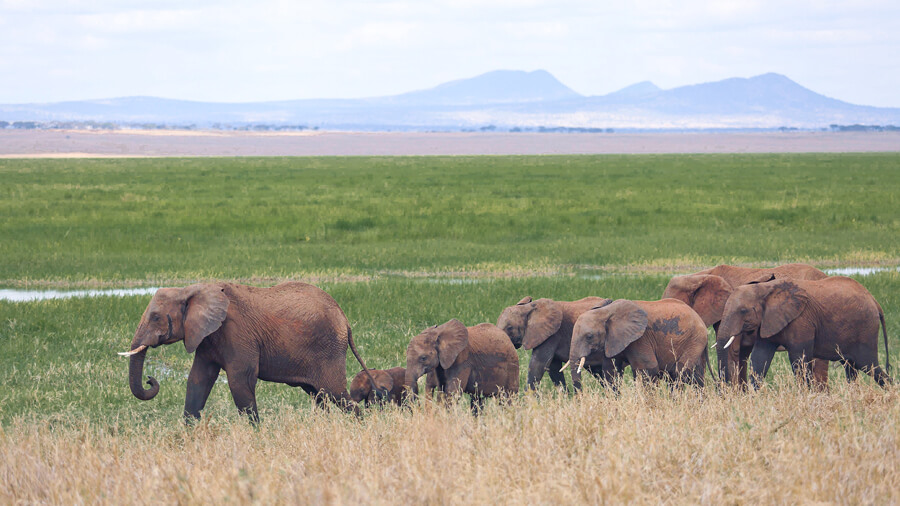 Herd of elephants in Akagera National Park on Rwanda wildlife safari with Seek Wild Africa – Big Five safaris, expert-guided Akagera tours, and unforgettable Rwanda wildlife experiences.