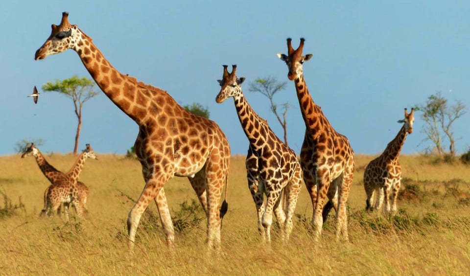 giraffe fam