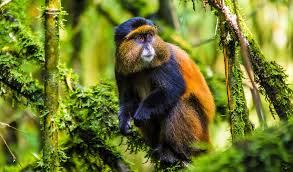 golden monkey