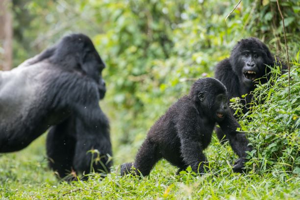gorilla