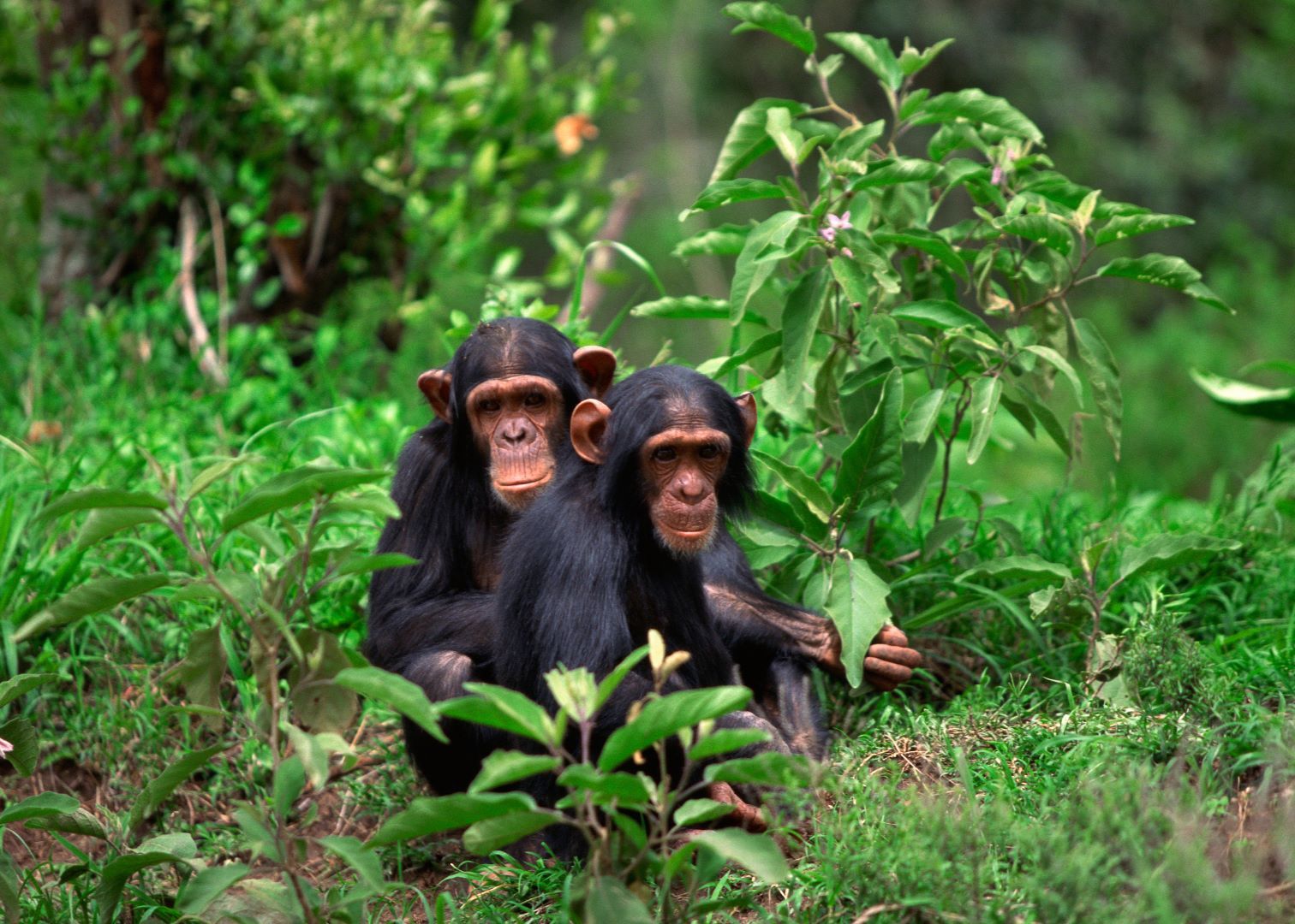 relation of chimpanzee