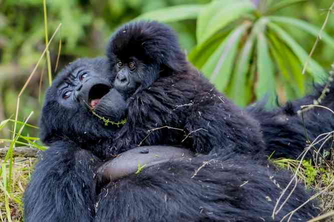 relation of gorilla