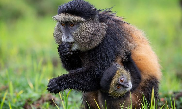 two golden monkey