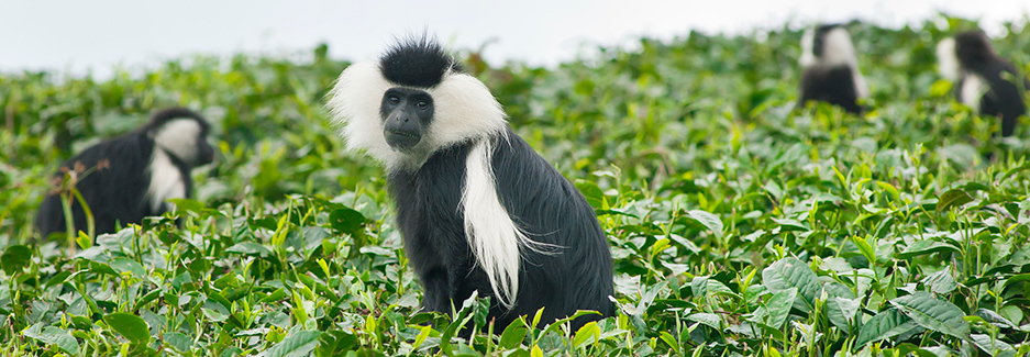 monkey