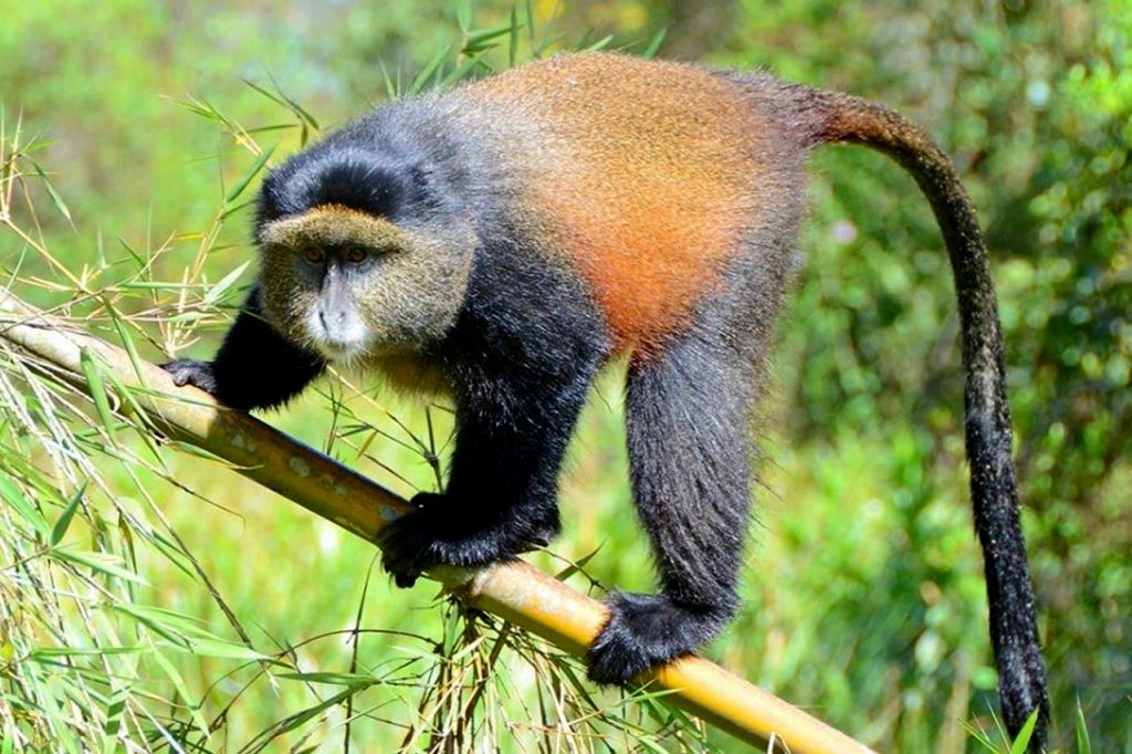 good image of golden monkey