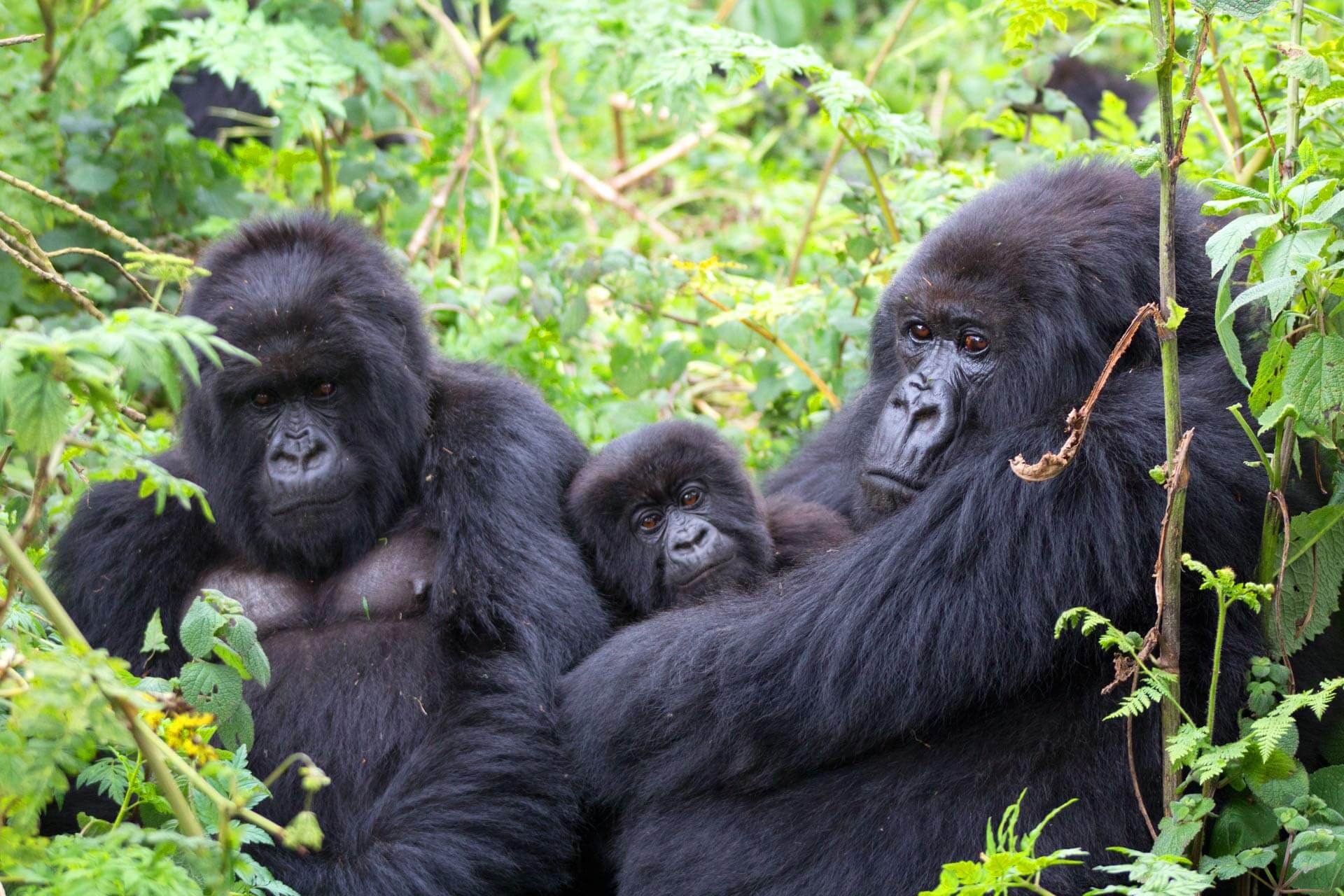 gorilla family