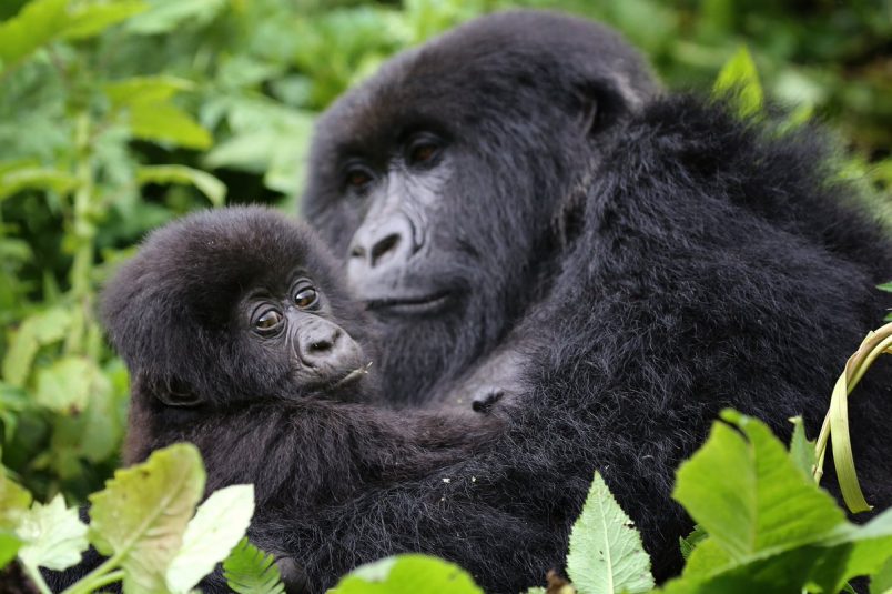 two gorilla 