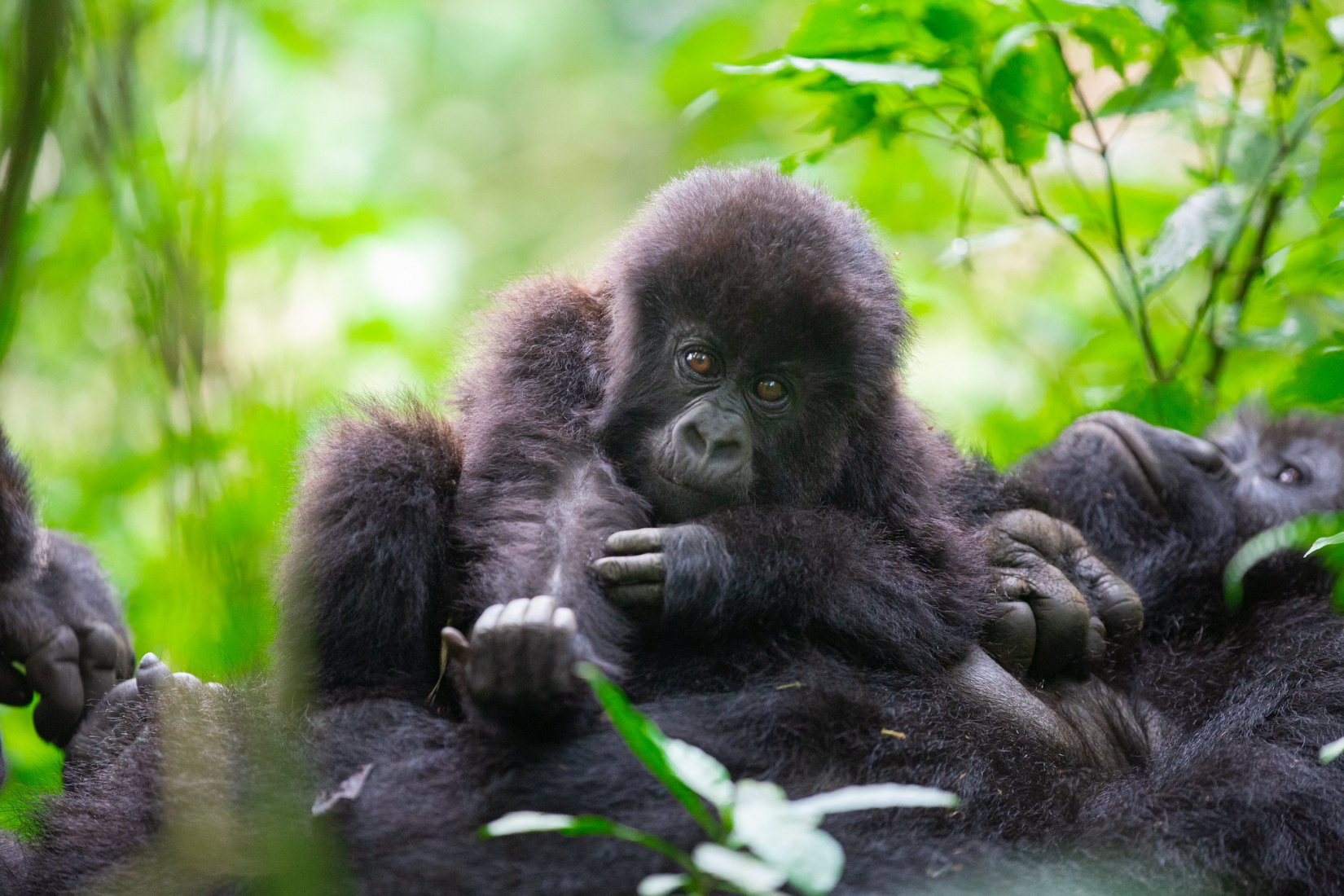 gorilla fam