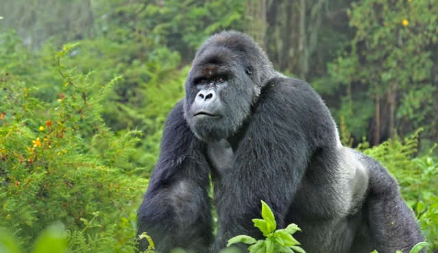 gorilla in volcano national park