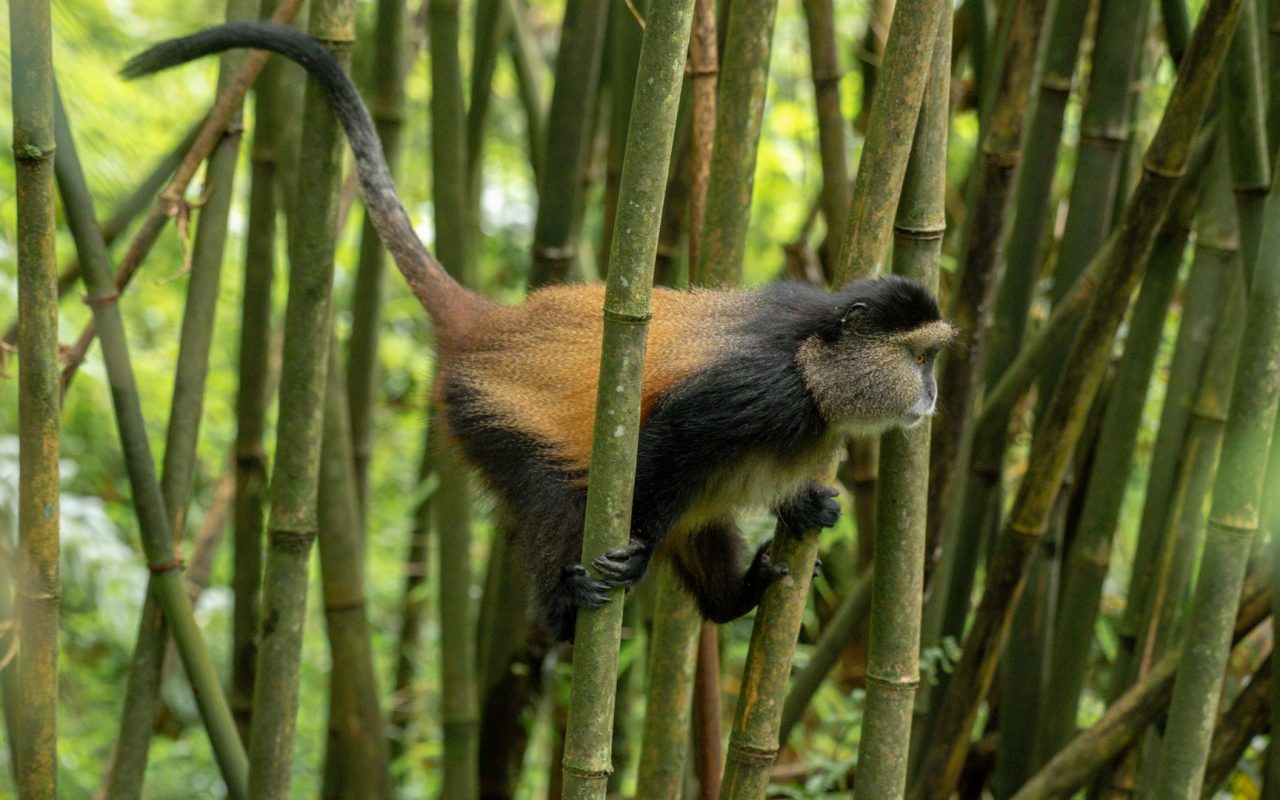 golden monkey with bamboo 