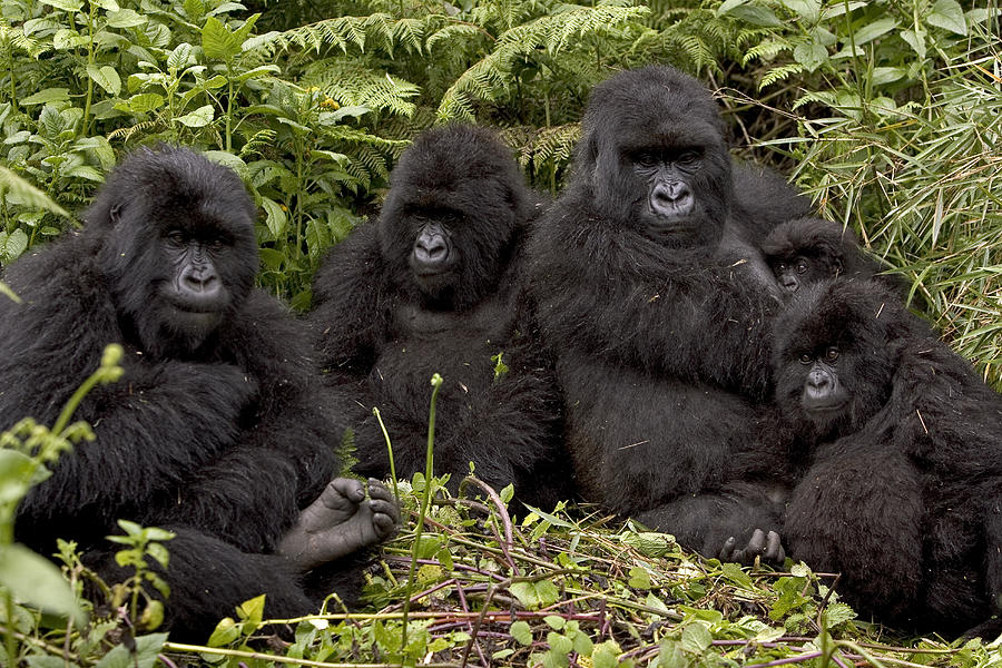 family of gorilla