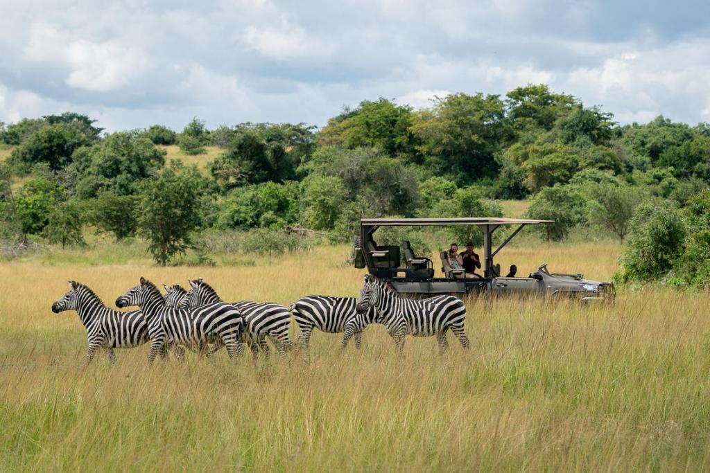 zebra fam