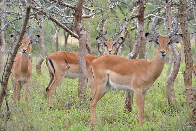 good image of animals with in akagera