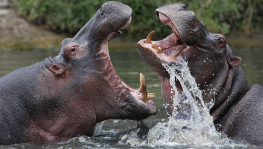 crocodaile