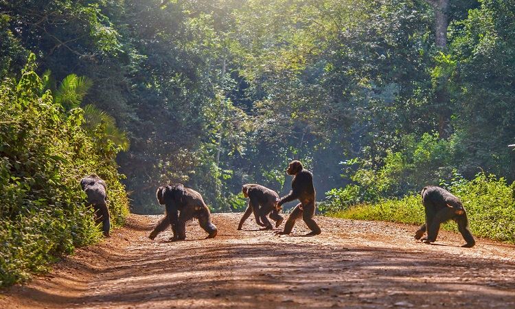 chimpanzee family