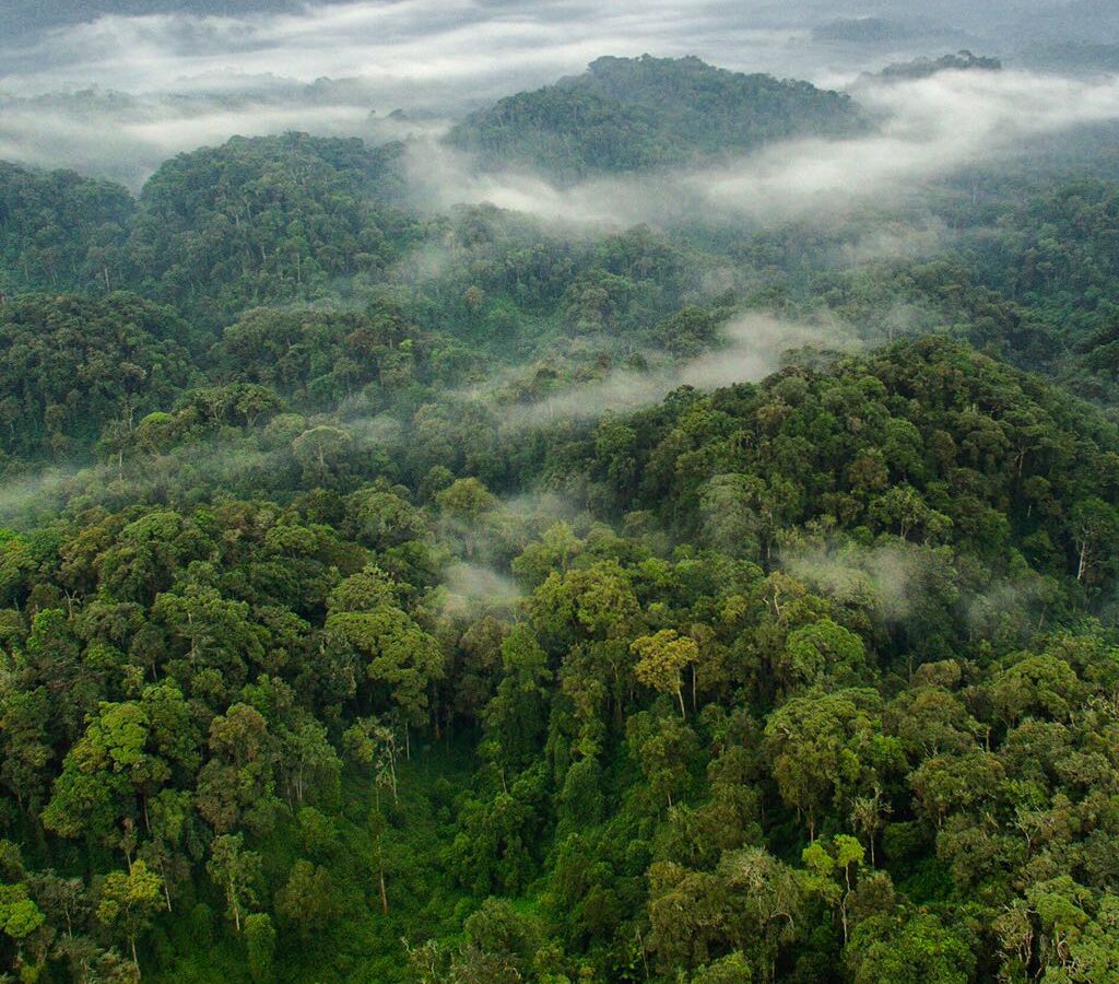 nyungwe forest