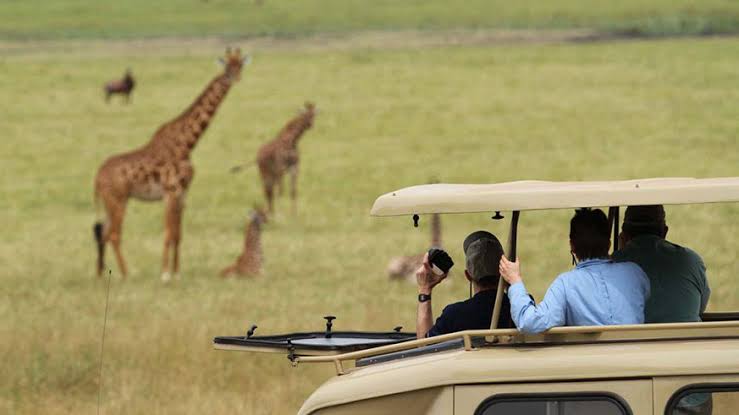 giraffe in akagera