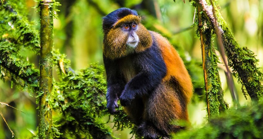 golden monkey in volcano