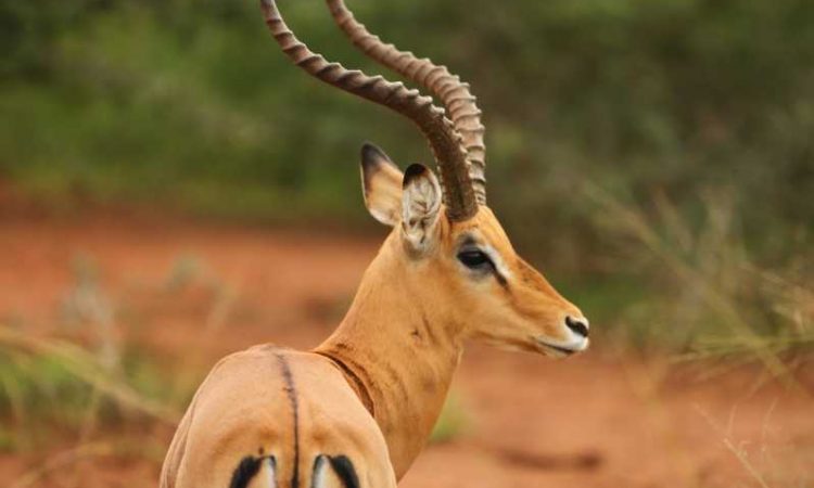 Antelopes