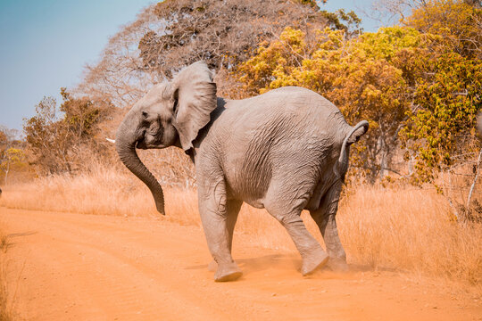 Elephants