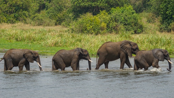 Elephant in lake
