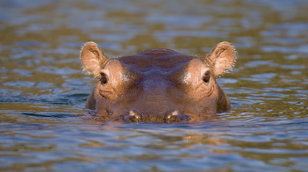 crocodiles