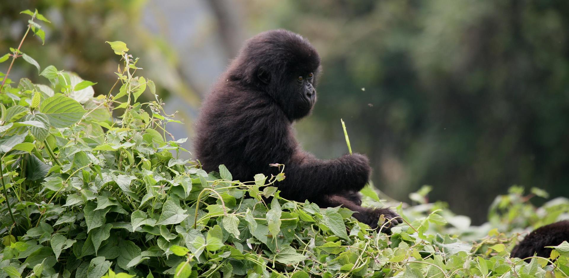 Baby Mountain Gorilla in The Wild of Volcanoes National Park