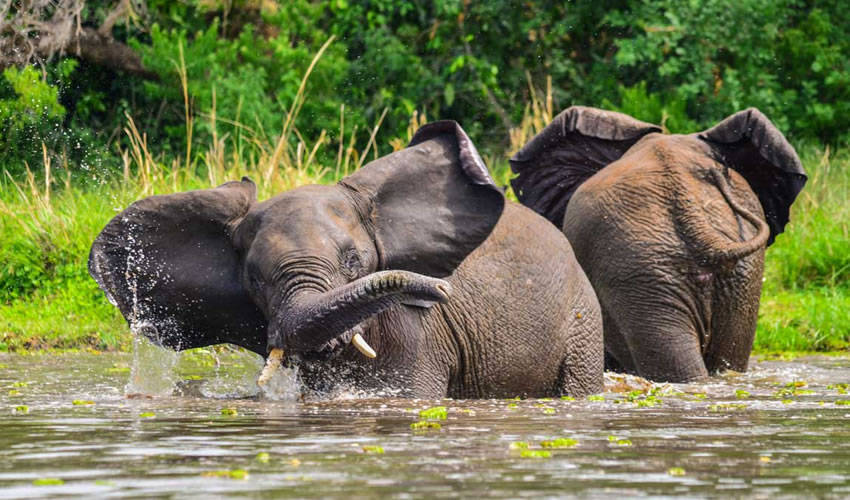 Two Elephant in lake