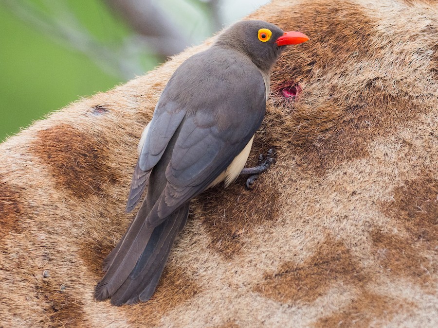 bird