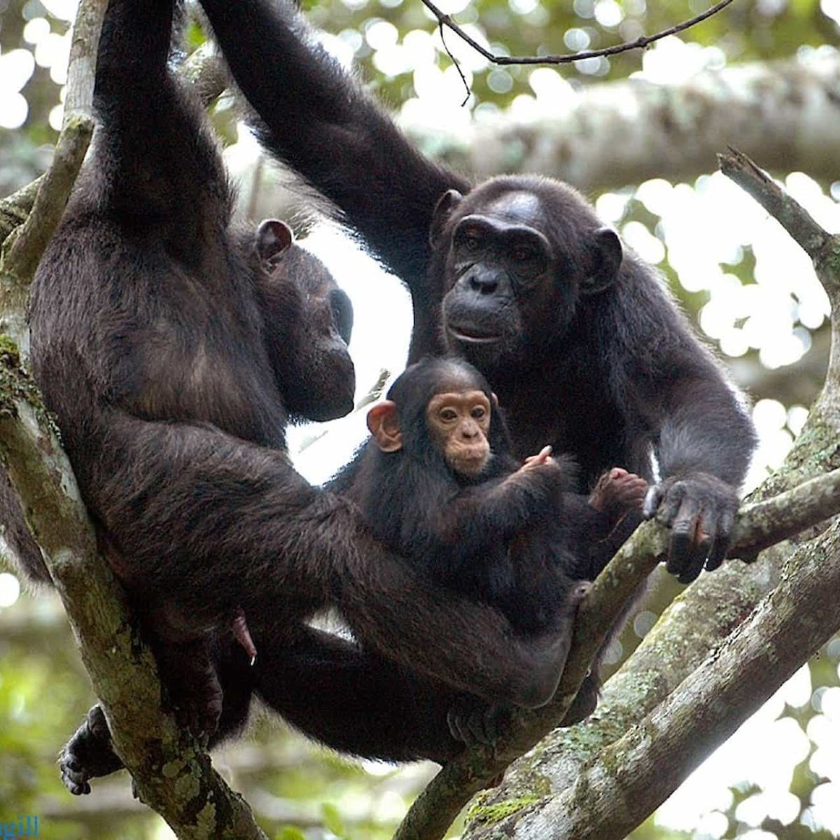 chimpanzee fam